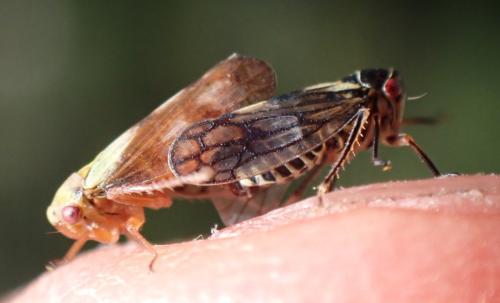 Réf. 303 388 : Oncopsis flavicollis